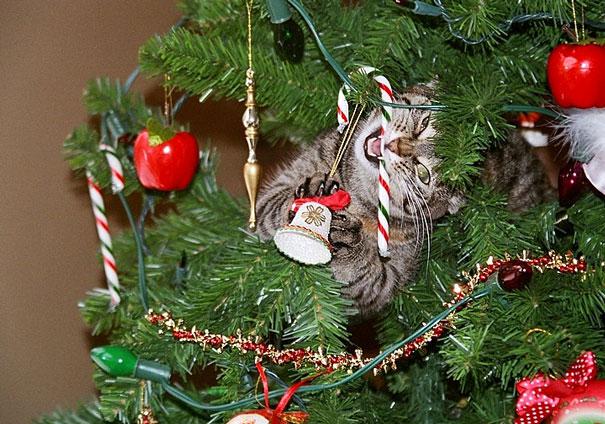 Vai tas ir ēdams Autors: EnjoyWithMarta 15 kaķi, kas palīdzēja izrotāt ziemassvētku egli