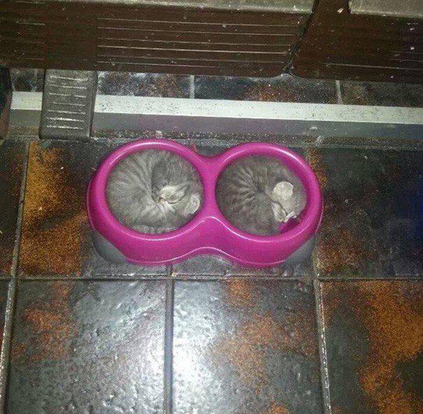 Autors: ĶerCiet 40 pierādījumu tam, ka kaķi var gulēt visur un vienmēr