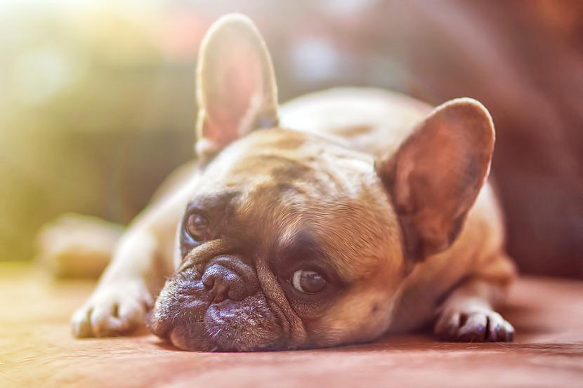 Foto wwwpixabaycomNonākot... Autors: Lestets Cilvēku atzīšanās: Smieklīgākie suņu nedarbi