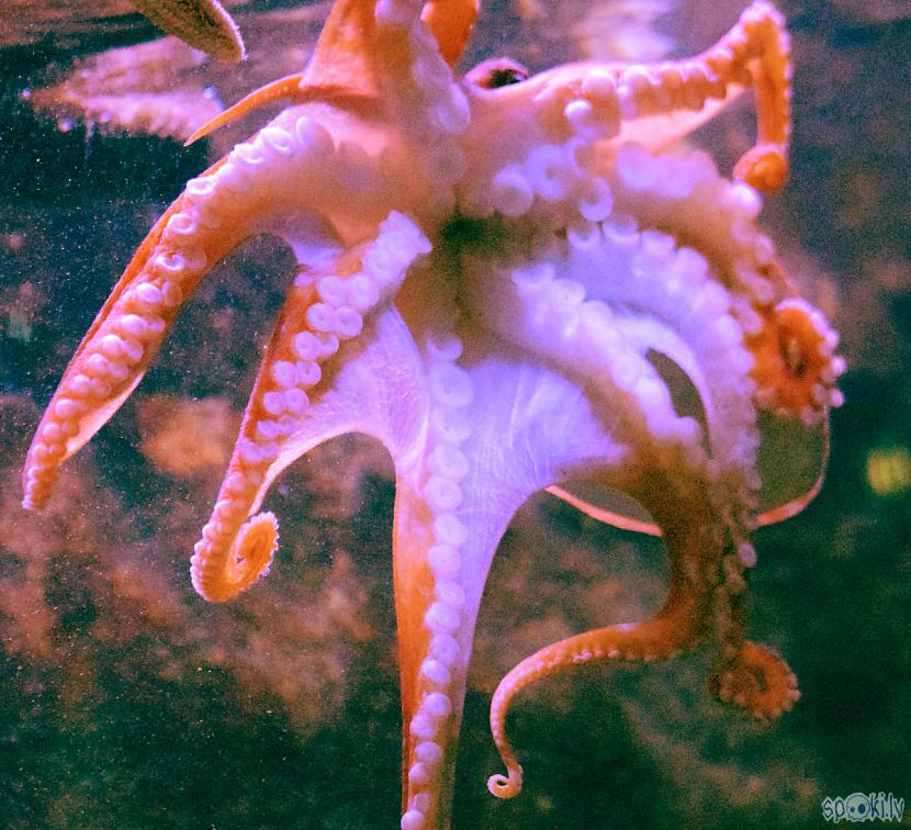  Autors: Strāvonis Astoņkājis - 2