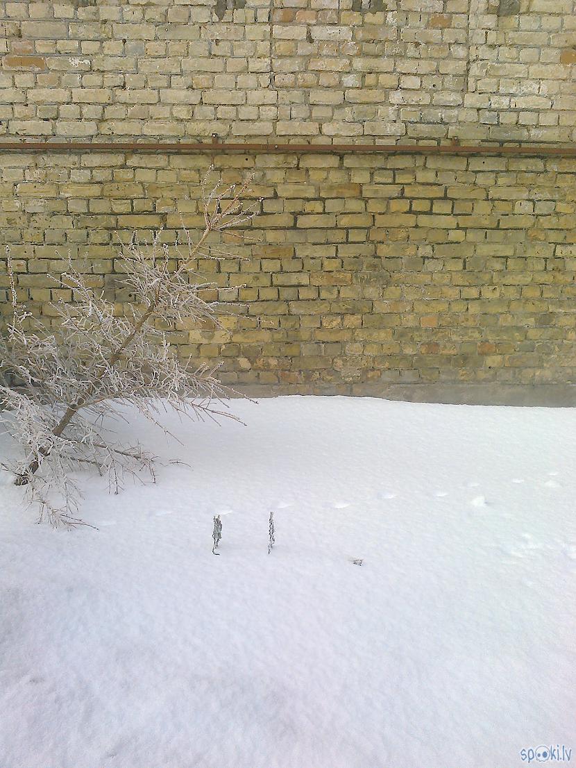 Aiz žoga pamesta eglīte sniegā... Autors: ezkins Ziemīgie klejojumi