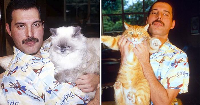 Viņa mīlestība pret kaķiem... Autors: matilde 20 fotogrāfijas, kurās redzams Fredijs Merkūrijs un viņa mīļotie kaķi