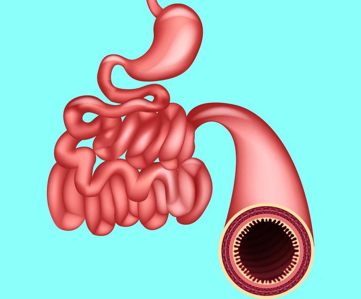 Tievā zarnaTievā zarna savu... Autors: The Diāna Interesanti fakti par 10 dažādiem cilvēka orgāniem, kurus, iespējams, nezināji