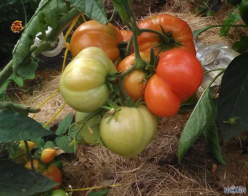 Vienkārscaroni kaifoju par... Autors: Raziels Mans tomātu tops
