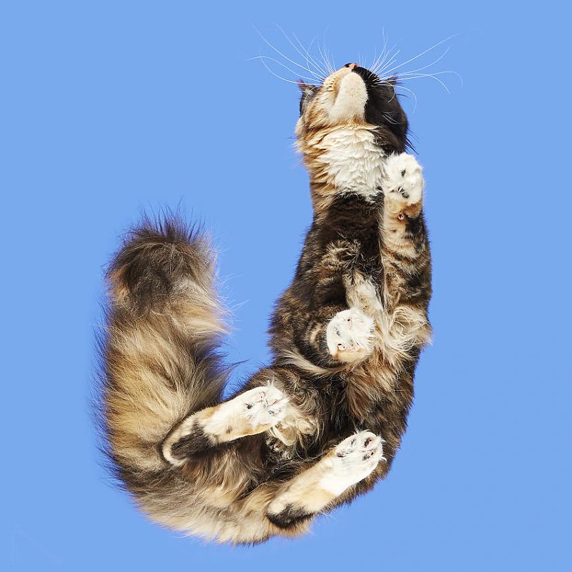  Autors: matilde «Under-cats» foto projekts lēnām sāk pārņemt visu pasauli