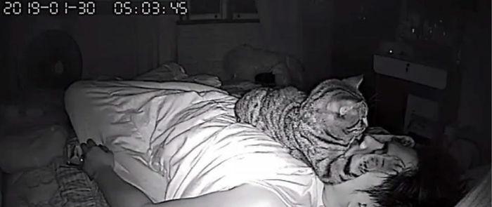 Scaronis lietotājs patiesībā... Autors: Melnais lemurs Paranormālās aktivitātes apsēsts kaķis!