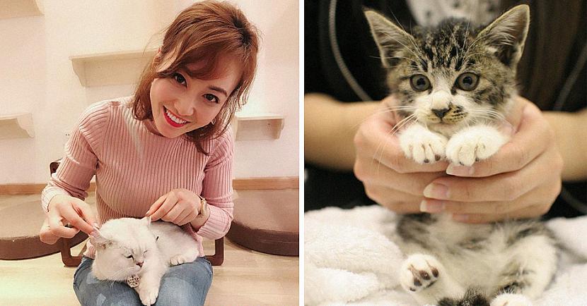 nbspFerray... Autors: matilde Kompānija Japānā adoptēja 9 kaķus, lai mazinātu darbiniekiem stresu