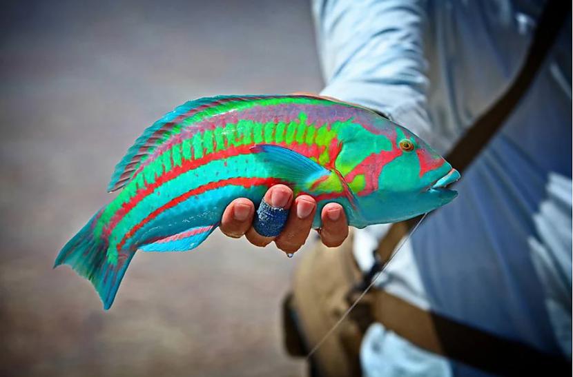 Zivs kura izskatās iemērkta... Autors: The Diāna 21 skaists attēls, ko redz tikai vienu reizi dzīvē