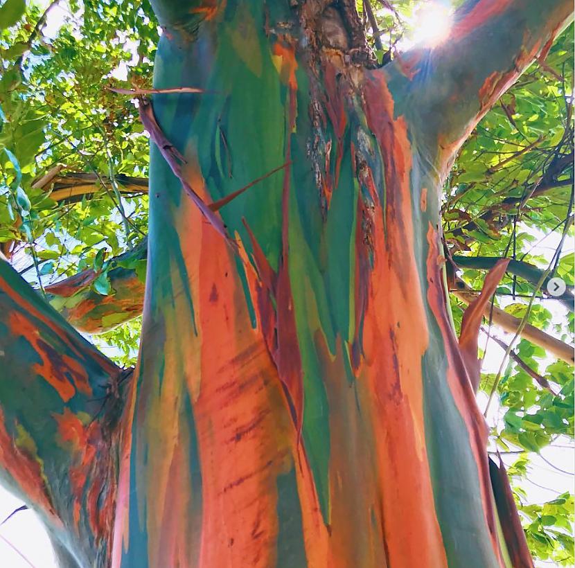 Izskatās ka scaronim kokam... Autors: The Diāna 21 skaists attēls, ko redz tikai vienu reizi dzīvē