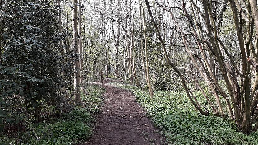  Autors: Griffith Sēņu medību sezona ir atklāta - UK meži.