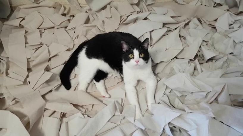 nbspKaķa saimnieki atklāj ka... Autors: matilde Interneta hits: Kaķis jūk prātā telpā, kas ir pārpildīta ar tualetes papīru