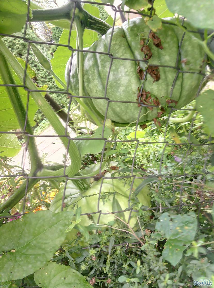 Ķirbīscaroni aizgājuscaroni... Autors: Raziels Kā izskatās dārzs, kurš trīs gadus nav ne rakts, ne laistīts