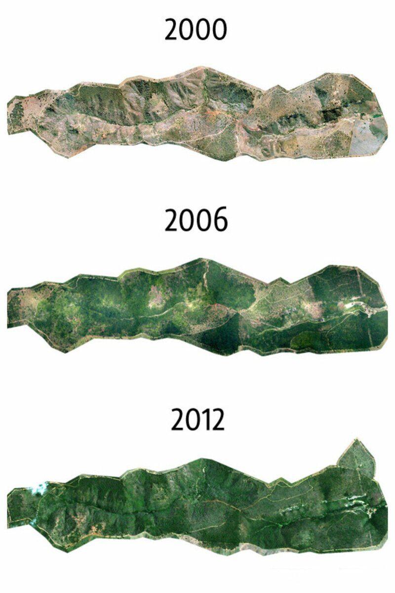 Kopumā mežā atgriezās aptuveni... Autors: nikrider Brazīliešu pāris 20 gadu laikā atjaunoja visu mežu