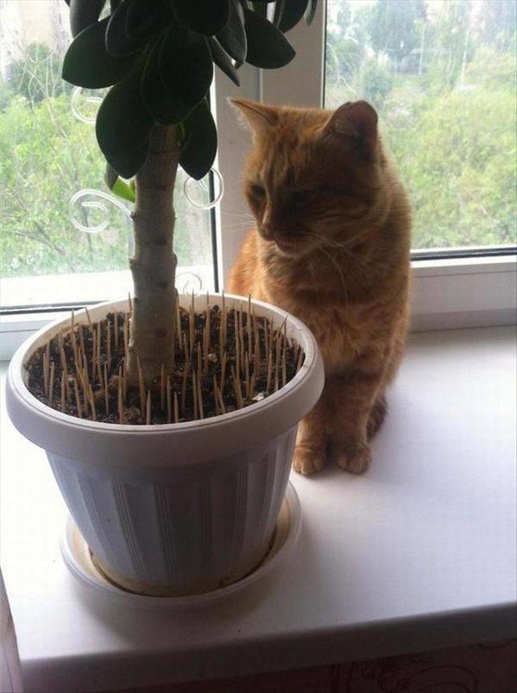 Kad kaķis ēd plēscaron ziedu... Autors: nikrider 25 foršas ikdienas idejas: un kā es to iepriekš neiedomājos?
