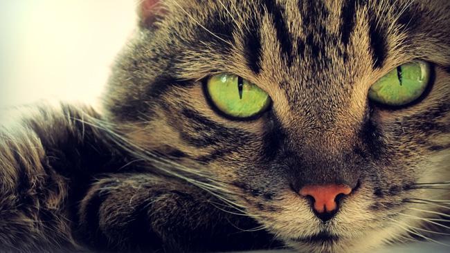Kāpēc kaķi blenž... Autors: The Diāna Atbildes uz jautājumiem, par kuriem prātoji jau sen