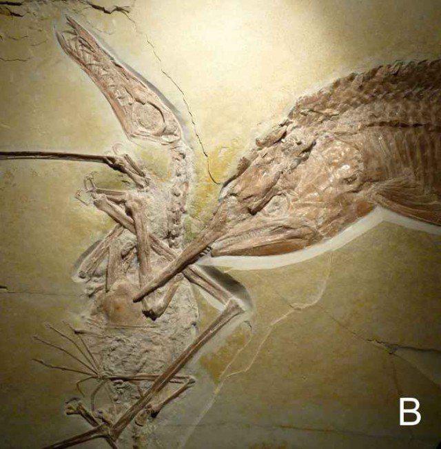 Pietuvināta bilde Autors: nikrider Juras perioda traģēdija. Pterozaurs medīja zivi, bet zivs medīja viņu.