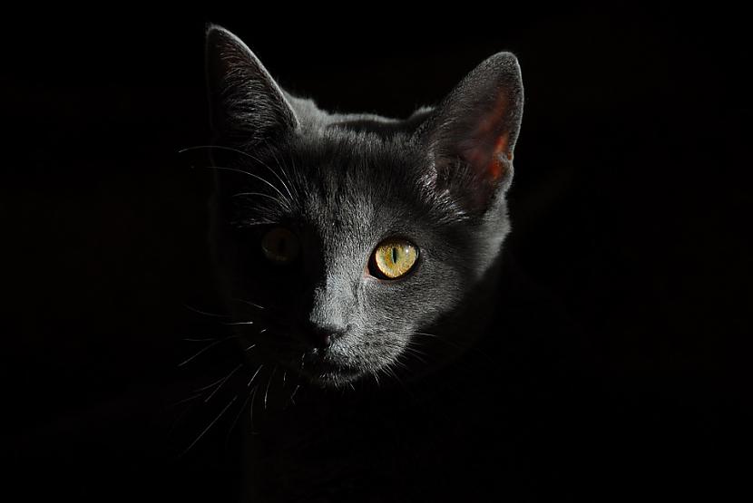 Mans kaķis tika savainots cīņā... Autors: Lestets 5 paranormāli gadījumi ar kaķiem