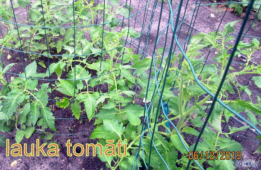 Lauka tomāti pavisam normāli Autors: rasiks Vētras pēdas manā pusē