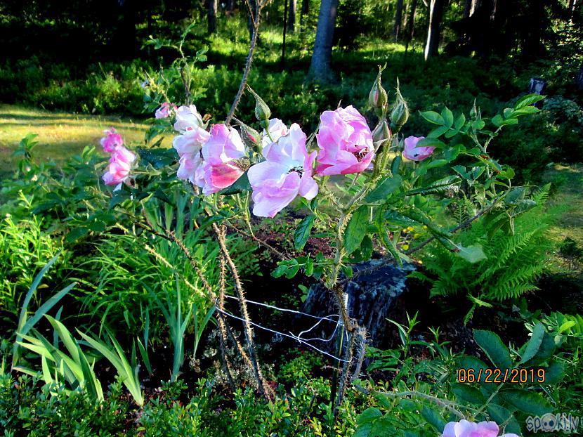 Parka roze Ābeļzieds meža dobē Autors: rasiks Dārzā pirms Jāņiem
