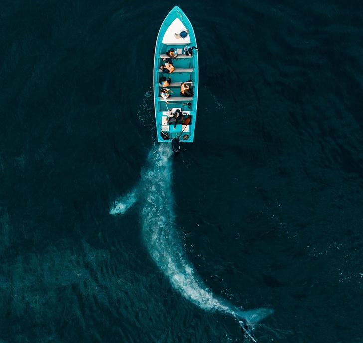 Valis izdomāja pastumt tūristu... Autors: Lestets Savilņojušas fotogrāfijas no "National Geographic"