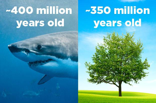 Haizivis ir senākas par... Autors: Lestets 19 neprātīgi fakti, kurus tev sagribēsies «ieguglēt»