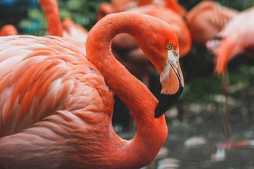 Flamingo ir rozā apēstās... Autors: Lestets 19 satriecoši fakti, kas atklās ko jaunu par pasauli