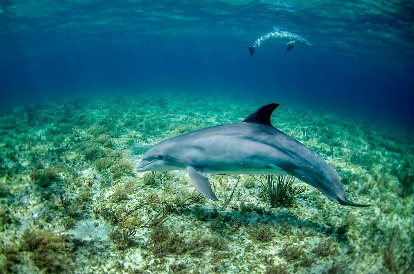 Delfīni guļ ar vienu atvērtu... Autors: Lestets 19 satriecoši fakti, kas atklās ko jaunu par pasauli