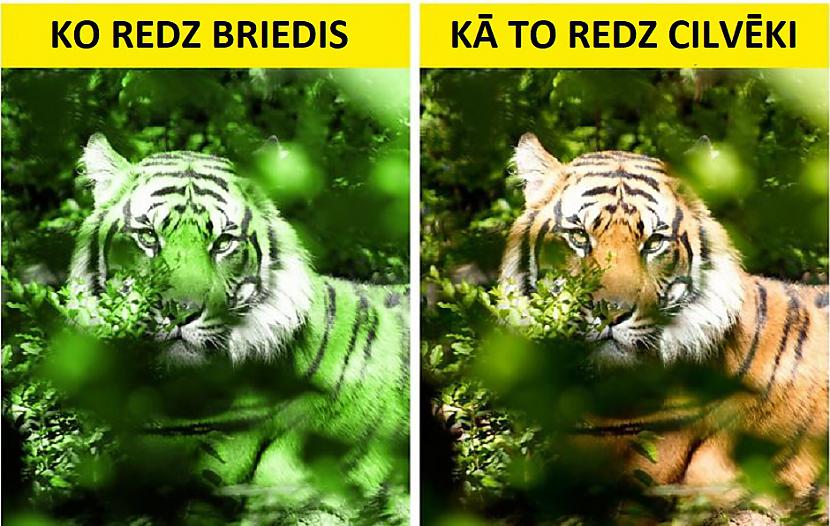 Tīģera krāsaKā gan tīģeris ar... Autors: Lestets 10 šķietami kļūdainas dzīvnieku adaptācijas, kas patiesībā ir ļoti atjautīgas