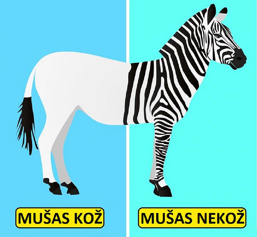 Zebras strīpasIr vairākas... Autors: Lestets 10 šķietami kļūdainas dzīvnieku adaptācijas, kas patiesībā ir ļoti atjautīgas