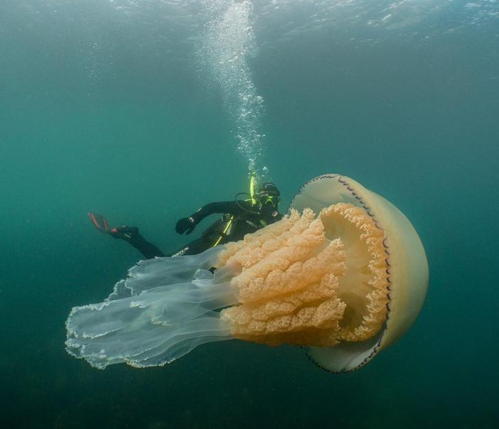 nbspMilzīga medūza kurai... Autors: matilde 15 pārsteidzoši attēli, kuriem ir nepieciešams paskaidrojums