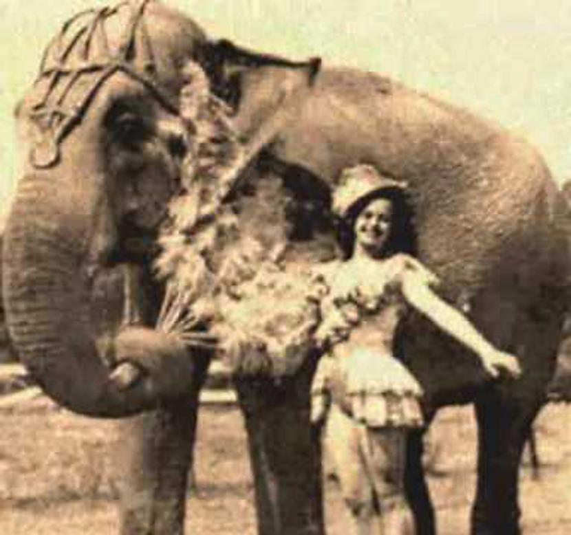 nbspMērijas nāveNeskatoties uz... Autors: Fosilija Mērija - cirka zvaigzne un zilonis, kuru nogalināja par būšanu zilonim