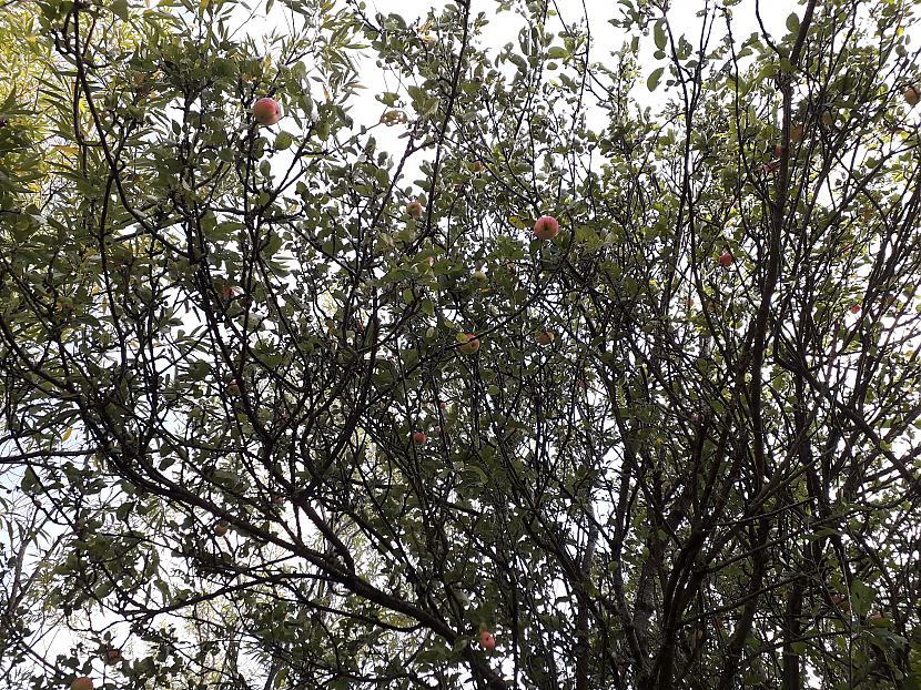 Meža ābele visdrīzāk sēklaudze Autors: Griffith Malvernas lauki un mežs, 8. septembris. 2/2 daļa.