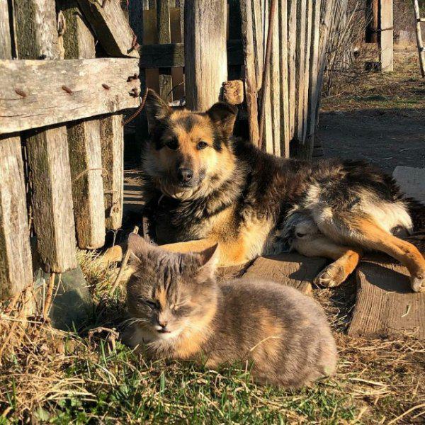  Autors: Fosilija 47 attēli ar jaukiem suņukiem un kaķīšiem, kuri varētu tev patikt