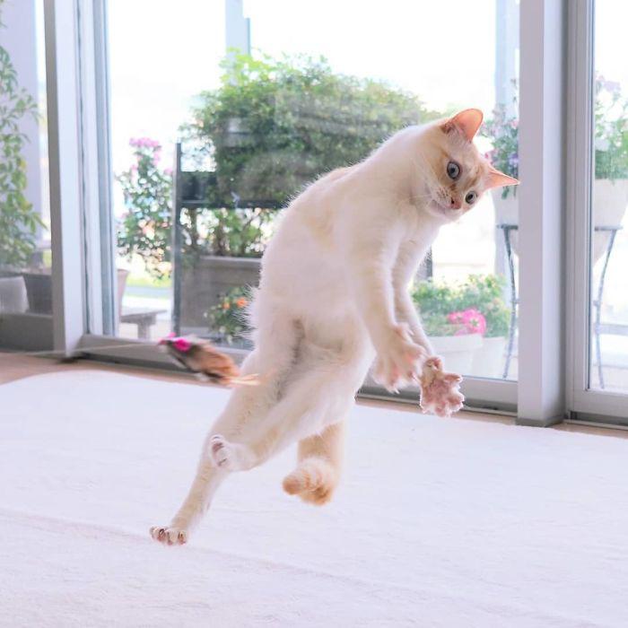  Autors: matilde Par interneta sensāciju kļuvis dejojošais kaķis no Japānas