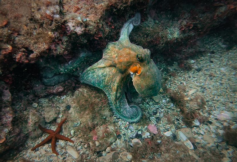 Astoņkājis VulgarisnbspTas... Autors: The Travel Snap Kas slēpjas Vidusjūras ūdeņos