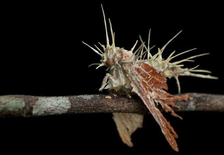 nbspCordyceps tuberculata... Autors: Lestets Mazie meža briesmonīši - sēnes