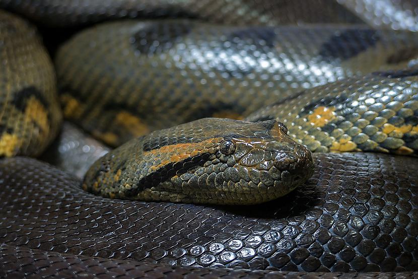 SmagsvareLielā smagā ķermeņa... Autors: Fosilija Vai visas čūskas ir indīgas?