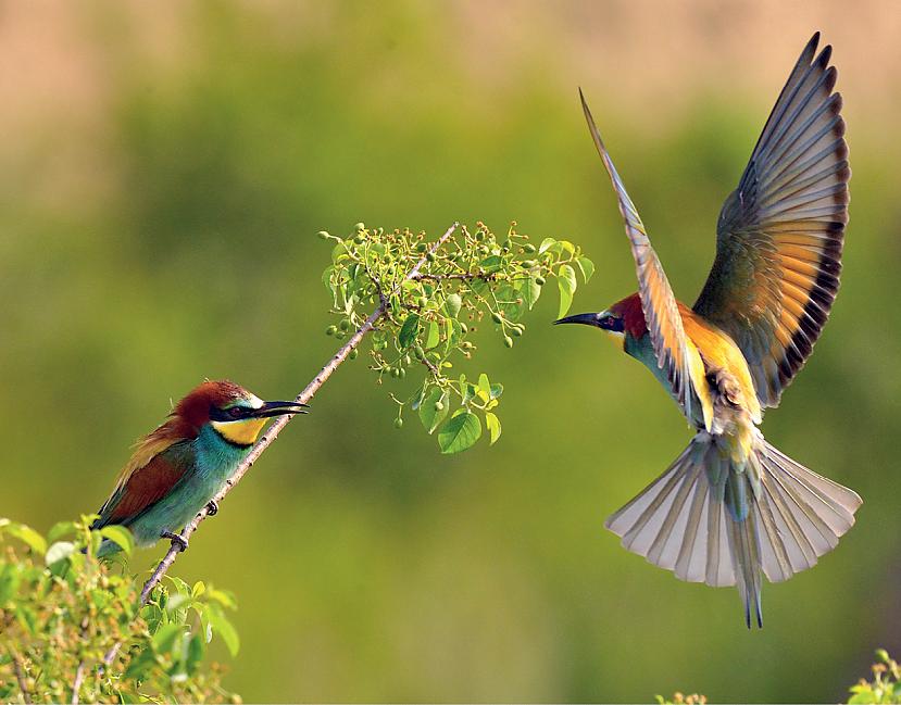 PutniPutniem ir spalvas... Autors: Fosilija Cik dzīvnieku sugu ir pasaulē?