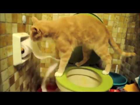 Autors: Fosilija Kaķis rāda meistarklasi tualetes izmantošanā