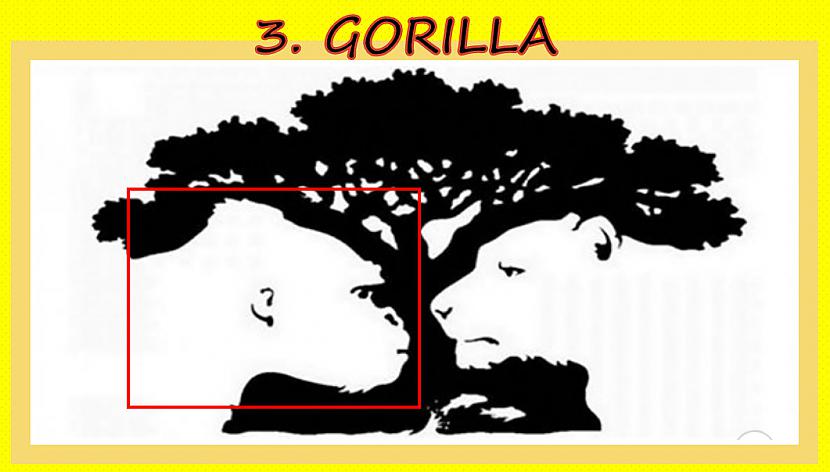 Ja pirmo ieraudzīji gorillu... Autors: rasiks Ko tu ieraudzīji vispirms