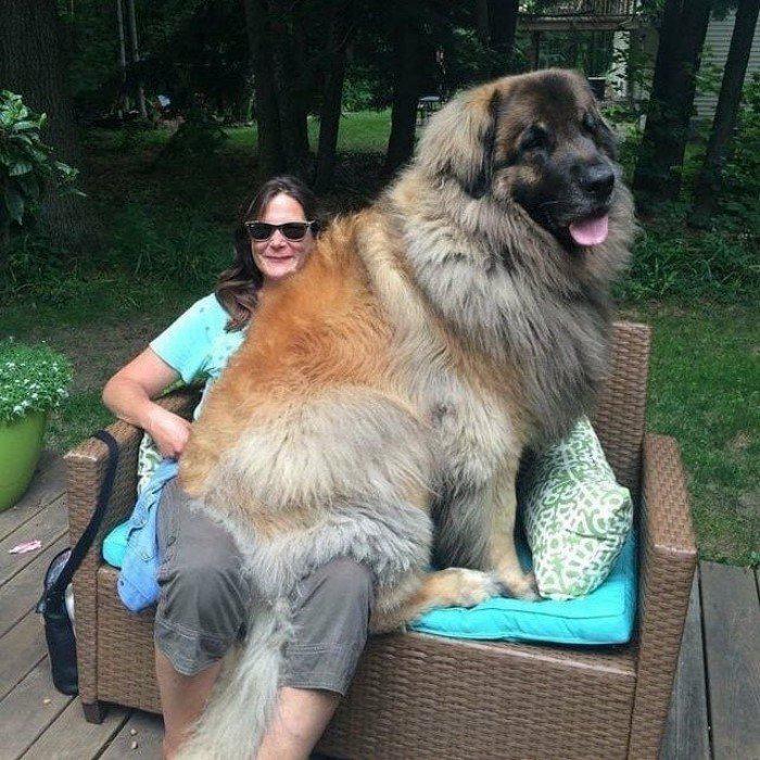  Autors: Fosilija 15 milzīgi suņi, kuri pat nenojauš  par savu lielumu