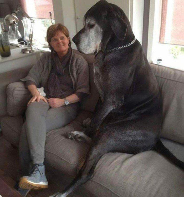  Autors: Fosilija 15 milzīgi suņi, kuri pat nenojauš  par savu lielumu
