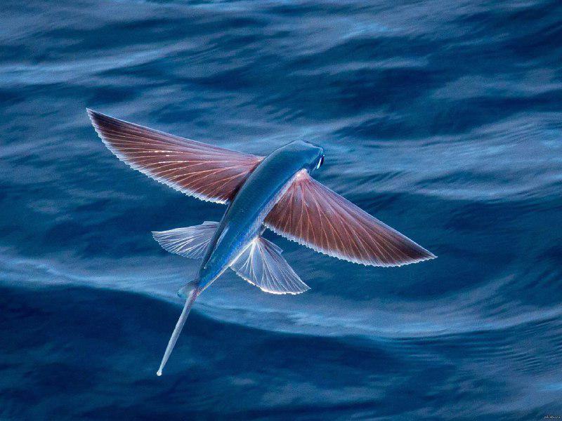 Zivis māk lidot Aptuveni 50... Autors: 90w@speles Fakti ar bildēm.