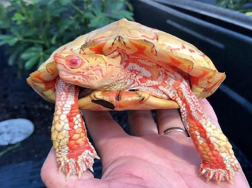 nbspAlbino bruņurupuči... Autors: Lestets 25 mazāk zināmi fakti par mūsu pārsteidzošo pasauli