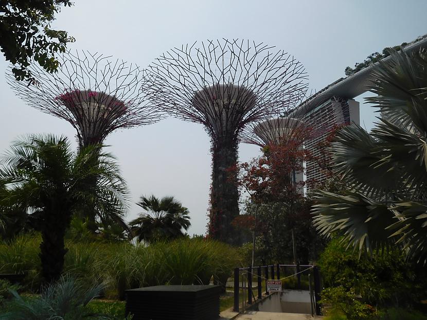 Dārzi dārzi dārzi Autors: turistsr@speles Singapūra 2....