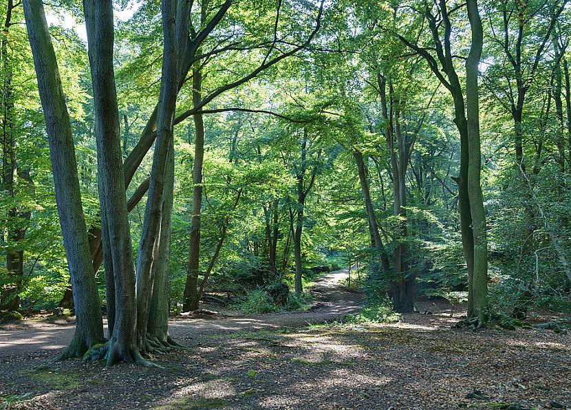 nbspEpingas mežs AnglijaTas ir... Autors: Lestets 11 apsēsti meži, kurus tev nekad nevajadzētu apmeklēt