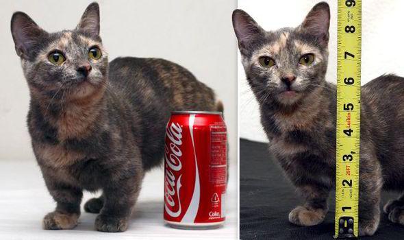 Scaronis ir pieaudzis kaķis un... Autors: sheislonely Pasaulē mazākie dzīvnieki