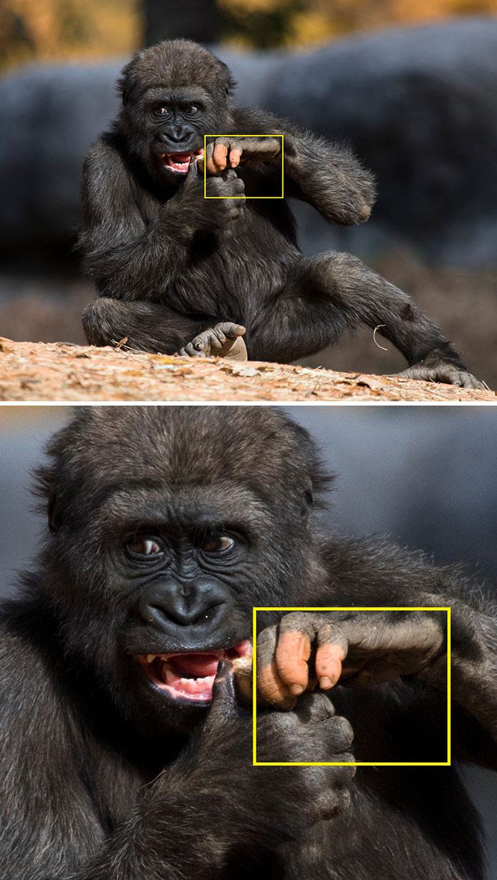 nbspMazās gorillas rokām ir... Autors: matilde Cilvēkus pārsteigusi gorilla, kuras pirksti līdzinās cilvēka pirkstiem