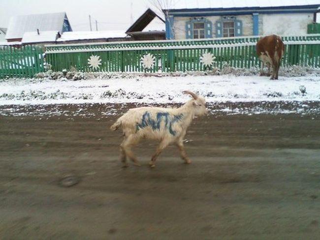 Laulātais pāris saprata ka... Autors: Fosilija Asorti ar tekstu šodienai (29.12.2019)