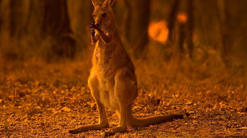 Ļoti skumji attēli no Austrālijas meža ugunsgrēkiem